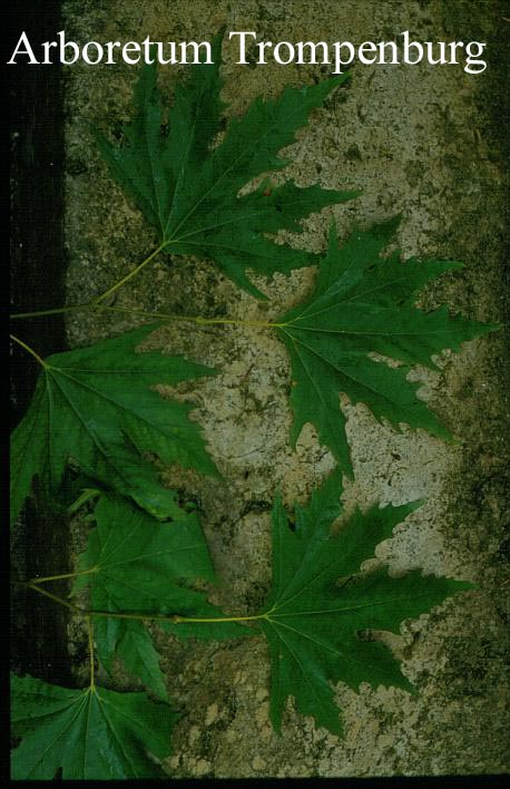 Platanus orientalis 'Digitata' (51559)