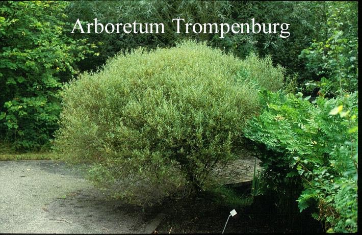 Salix purpurea 'Nana'