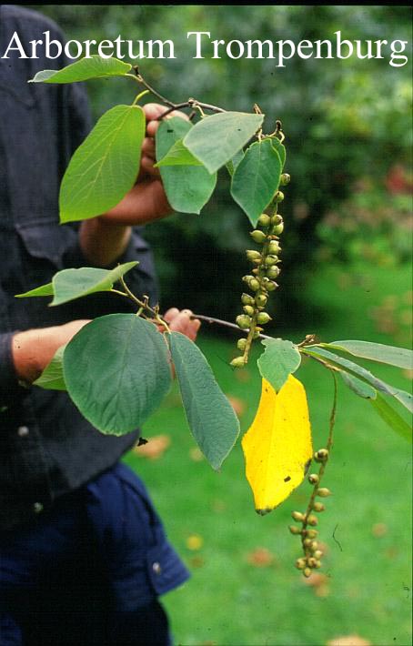 Sinowilsonia henryi (51683)