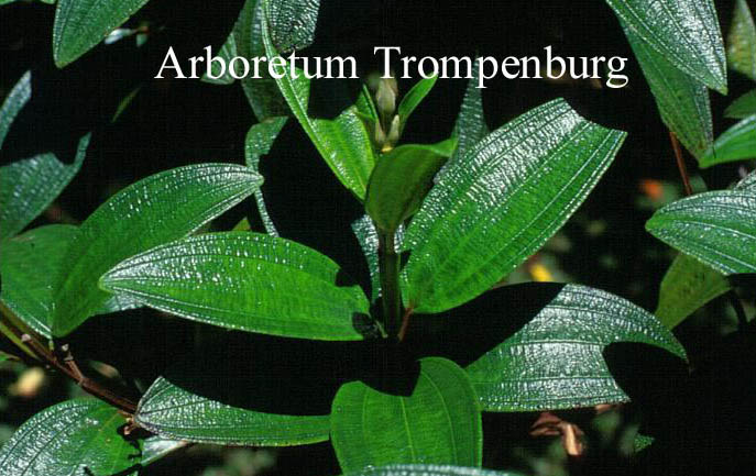 Tibouchina urvilleana (51723)