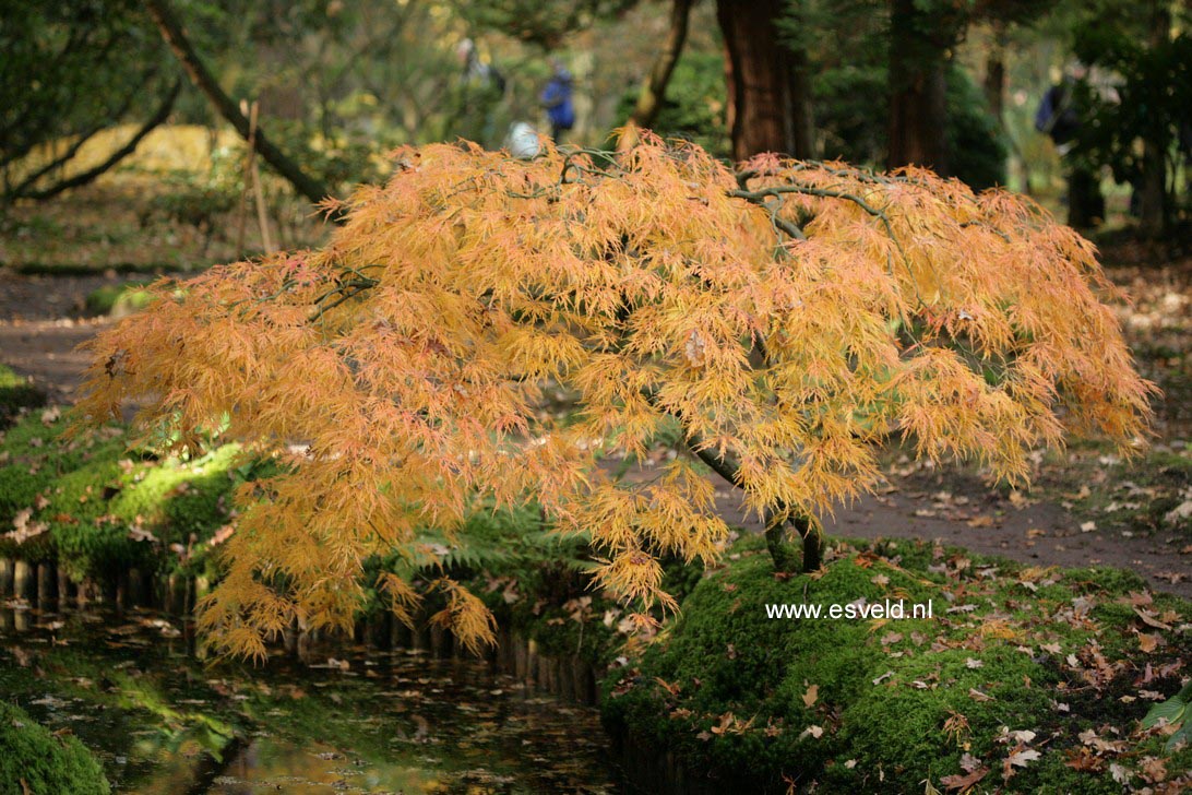Acer palmatum 'Dissectum'