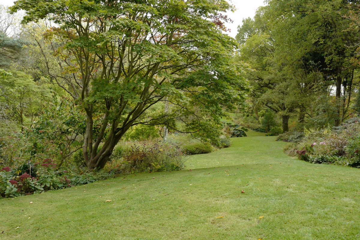 Acer palmatum 'Osakazuki'