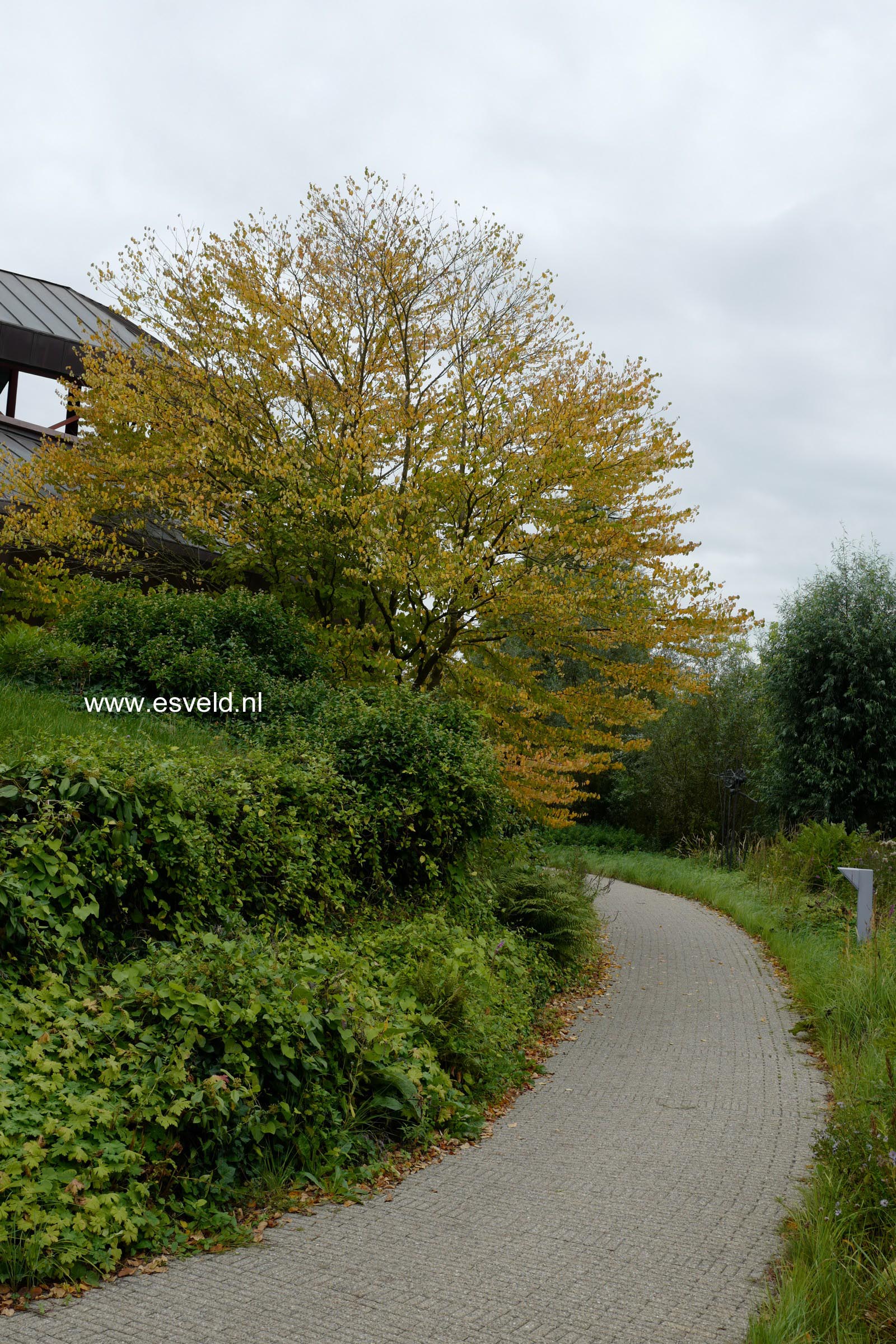 Cercidiphyllum japonicum