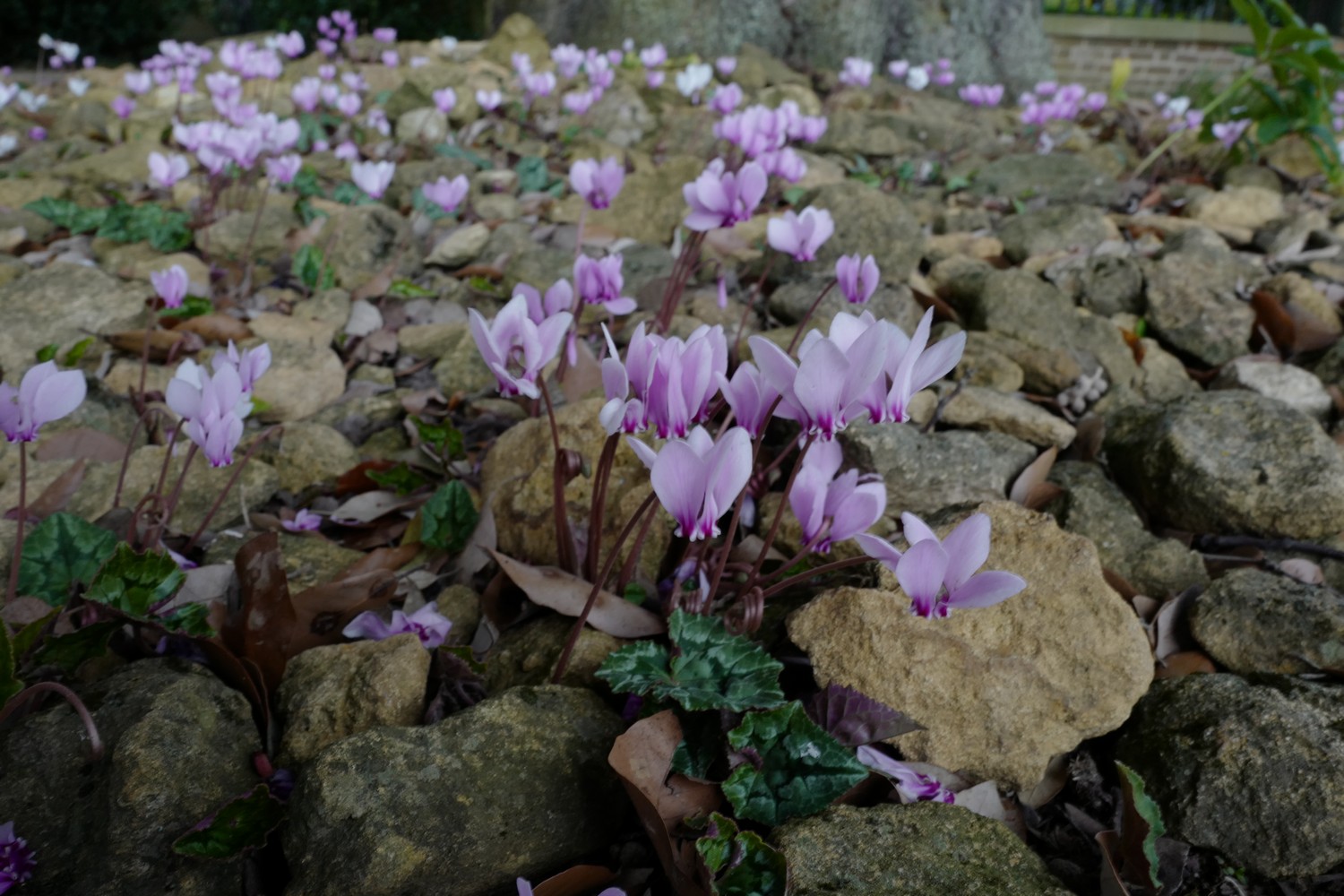 Cyclamen hederifolium