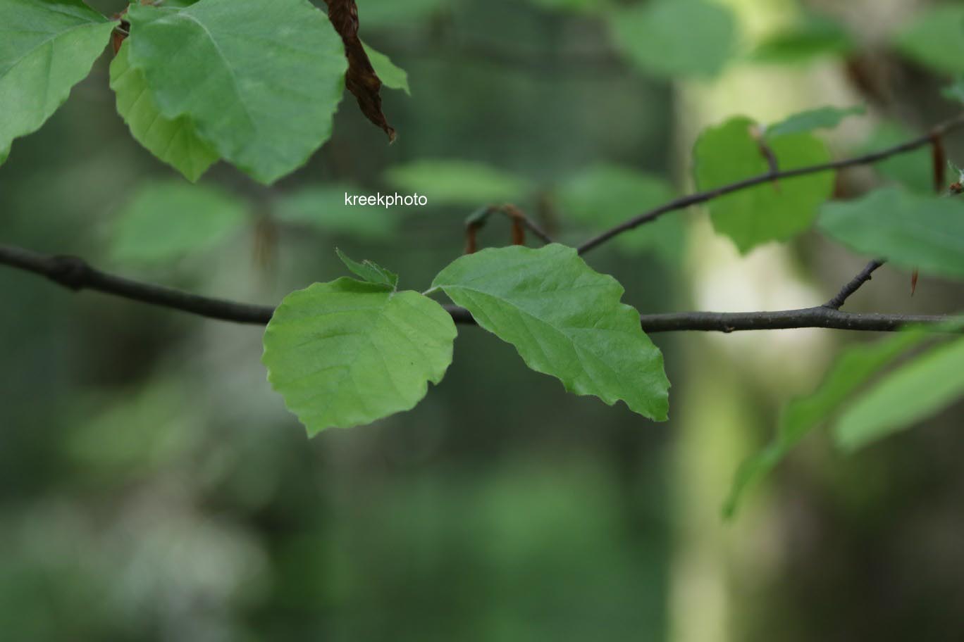 Fagus sylvatica