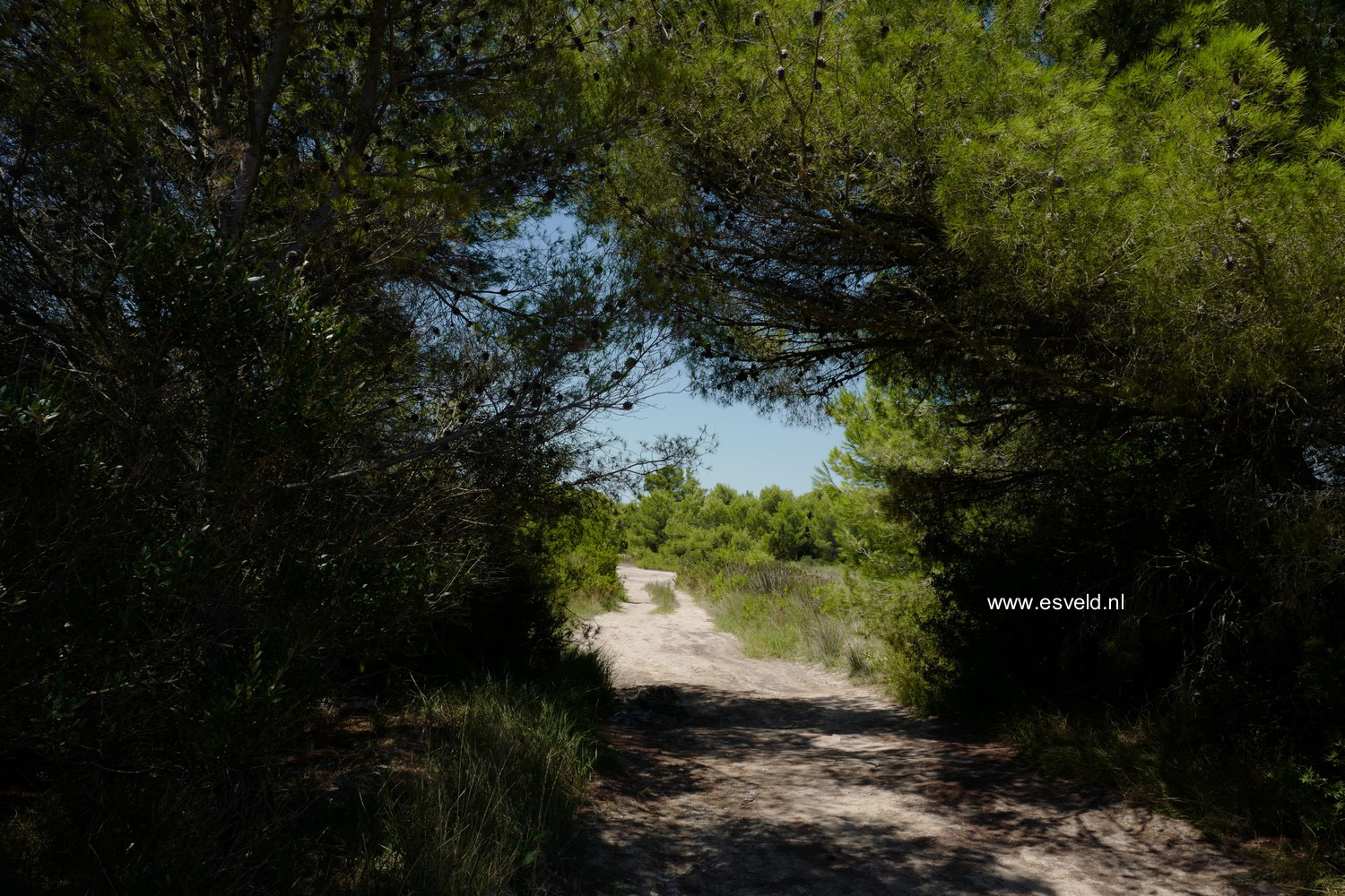 Pinus halepensis