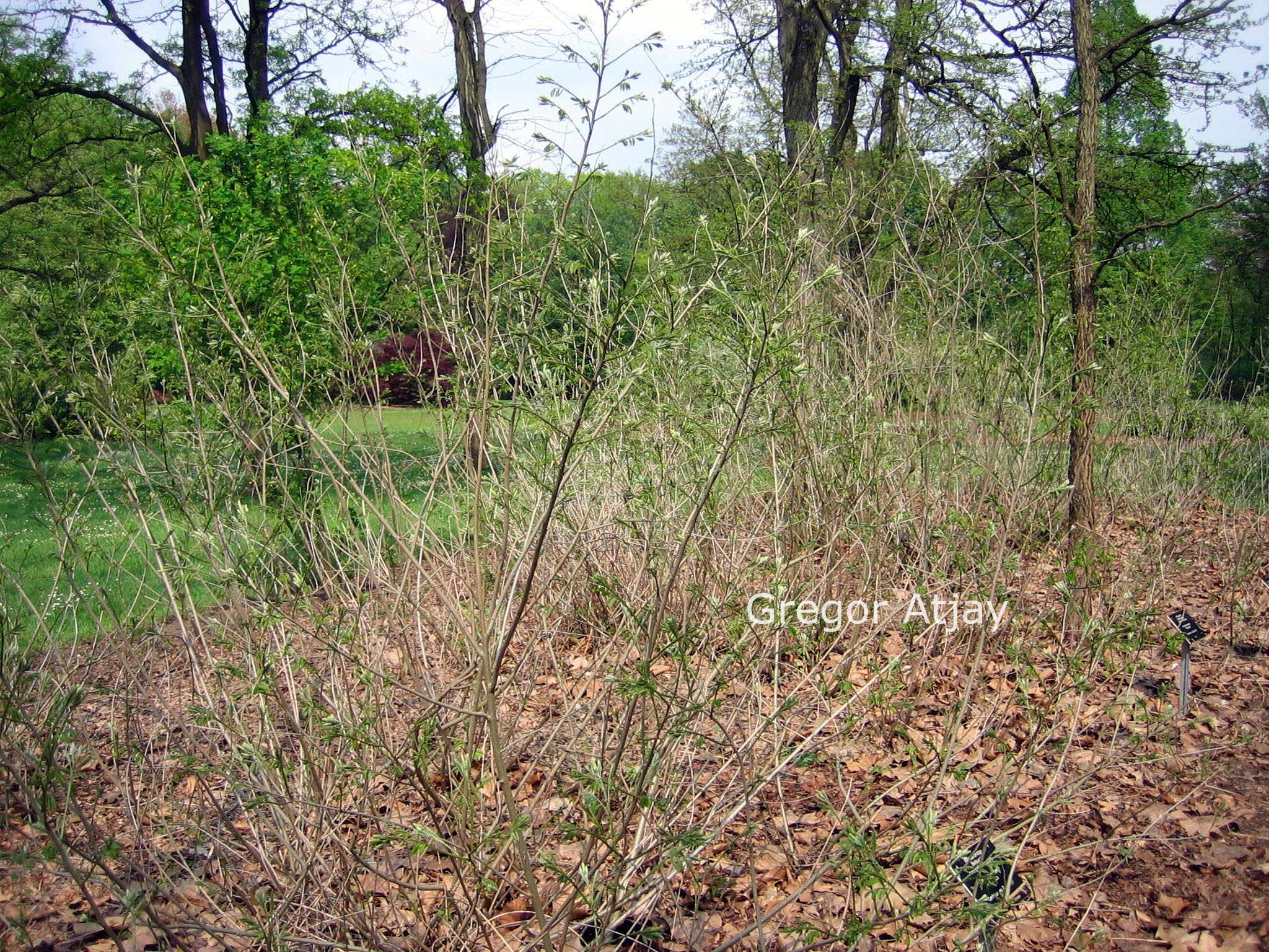 Amorpha canescens (52031)