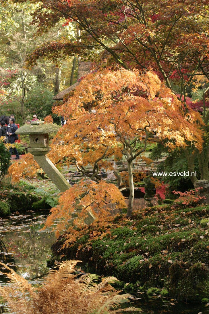 Acer palmatum 'Dissectum'