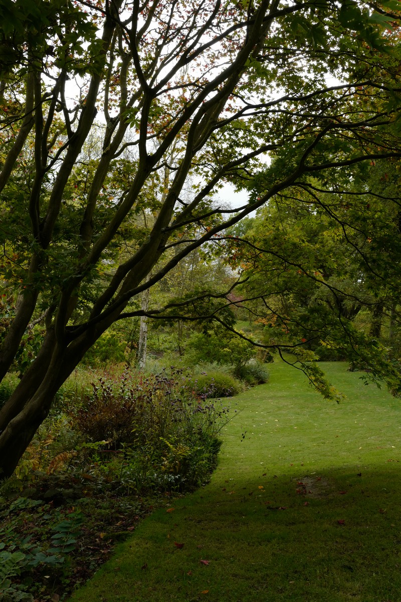 Acer palmatum 'Osakazuki'