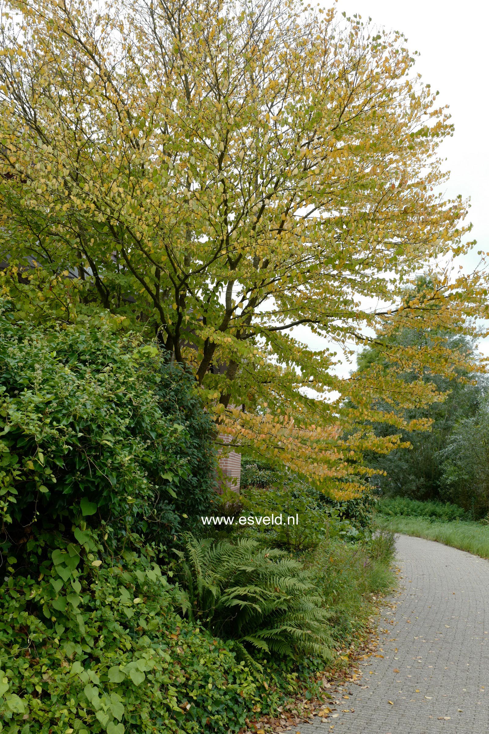 Cercidiphyllum japonicum