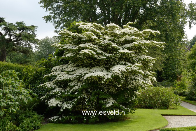 Cornus kousa