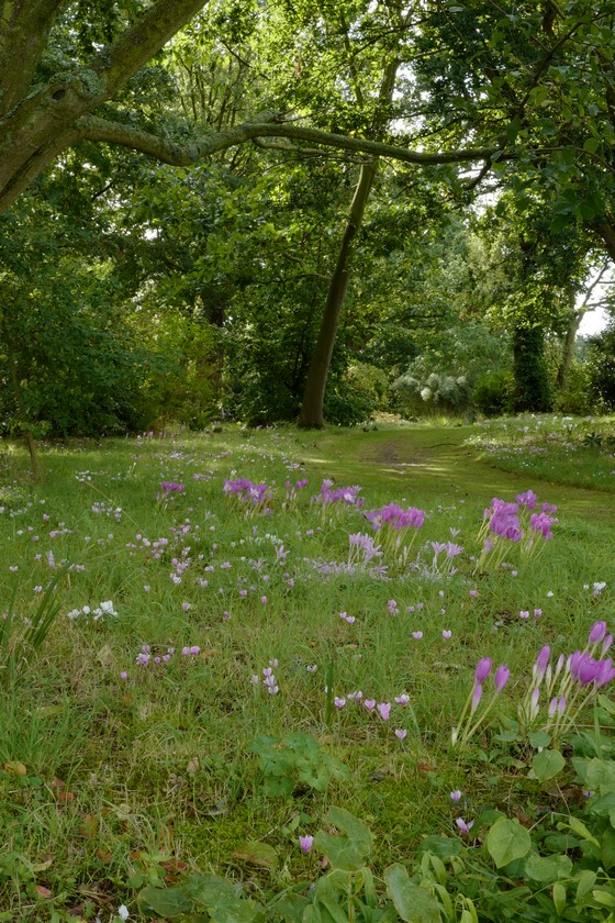 Cyclamen hederifolium