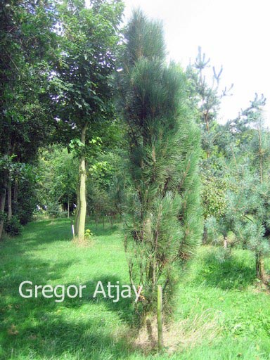 Pinus nigra 'Obelisk'
