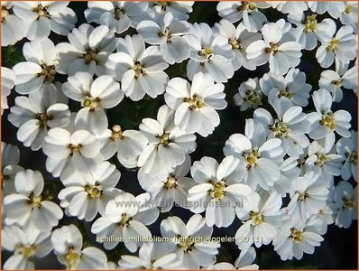 Achillea filipendulina 'Heinrich Vogeler' (53719)