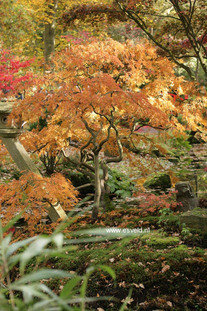 Acer palmatum 'Dissectum'