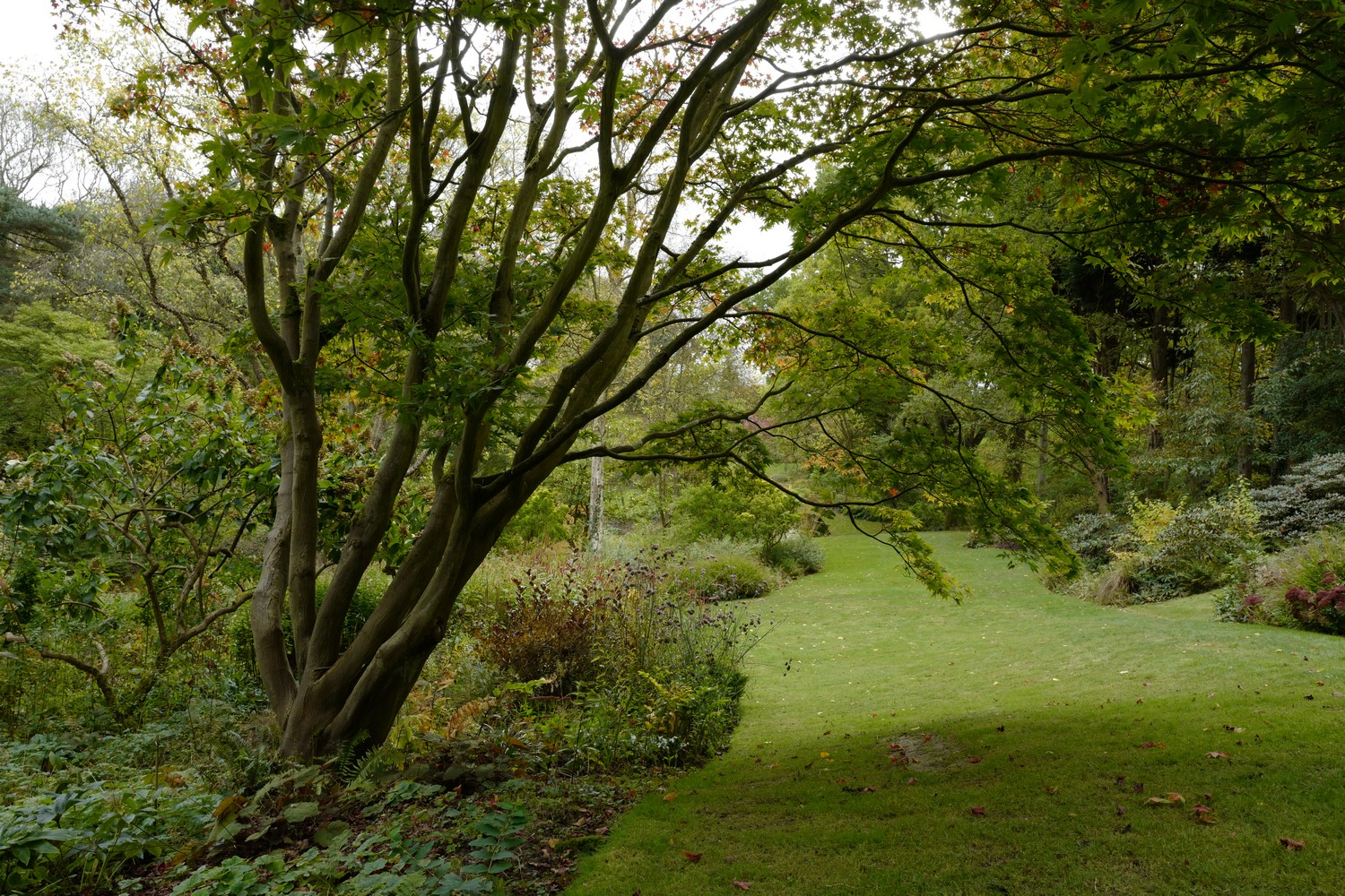 Acer palmatum 'Osakazuki'