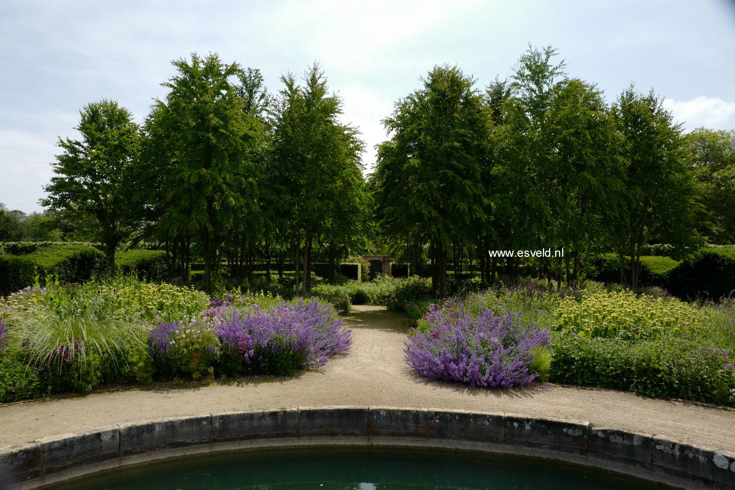 Cercidiphyllum japonicum