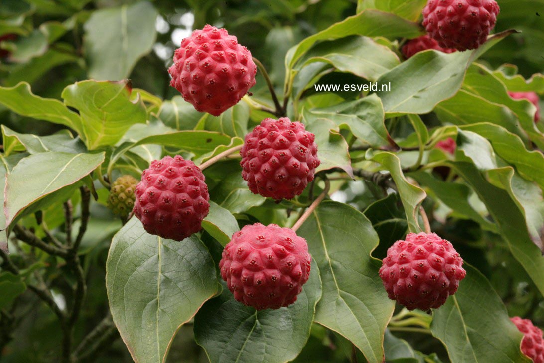 Cornus kousa