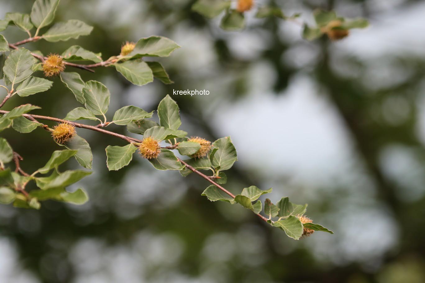 Fagus sylvatica
