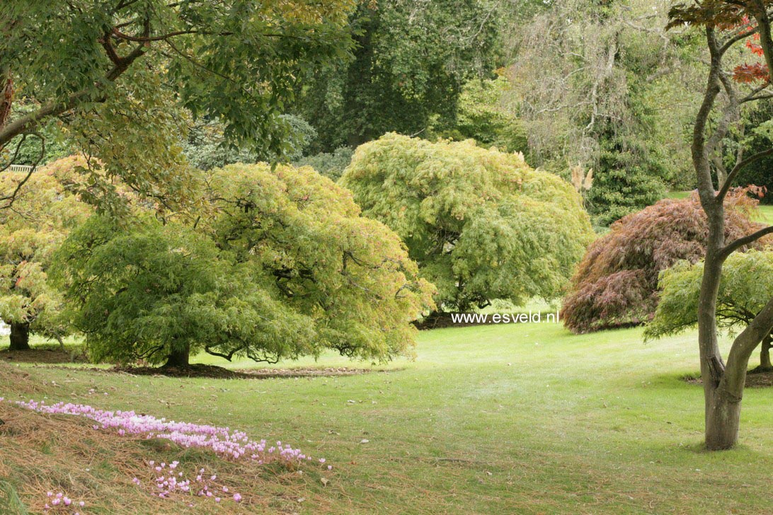 Acer palmatum 'Dissectum'