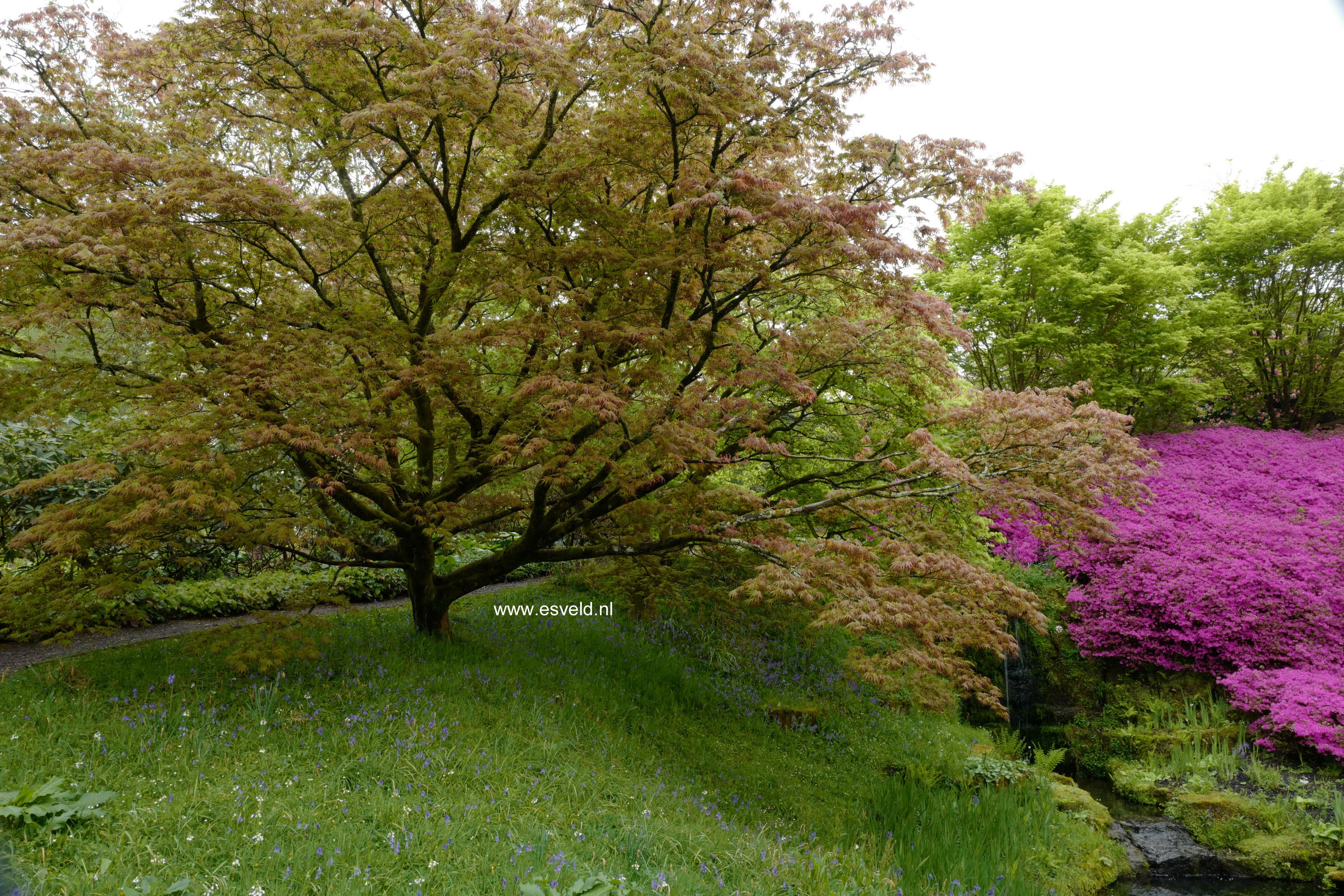 Acer palmatum 'Osakazuki'