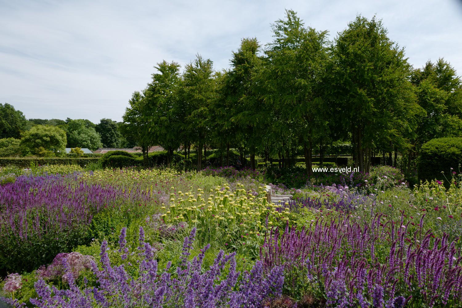 Cercidiphyllum japonicum