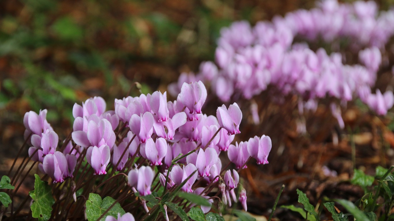 Cyclamen hederifolium