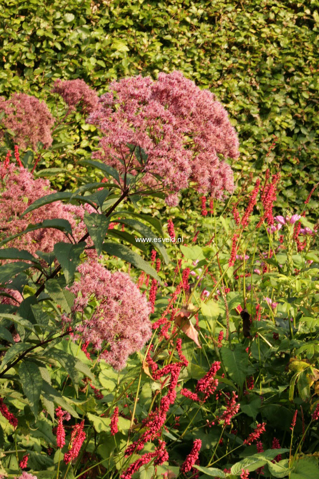 Eupatorium maculatum 'Riesenschirm'