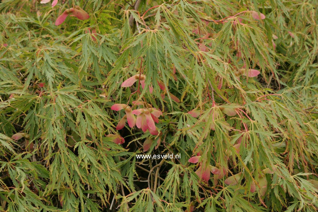 Acer palmatum 'Dissectum'