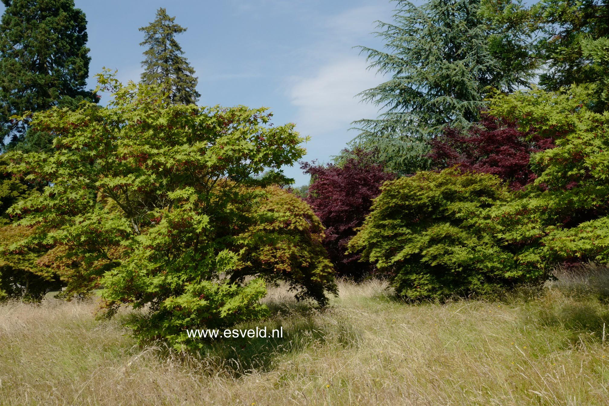 Acer palmatum 'Osakazuki'