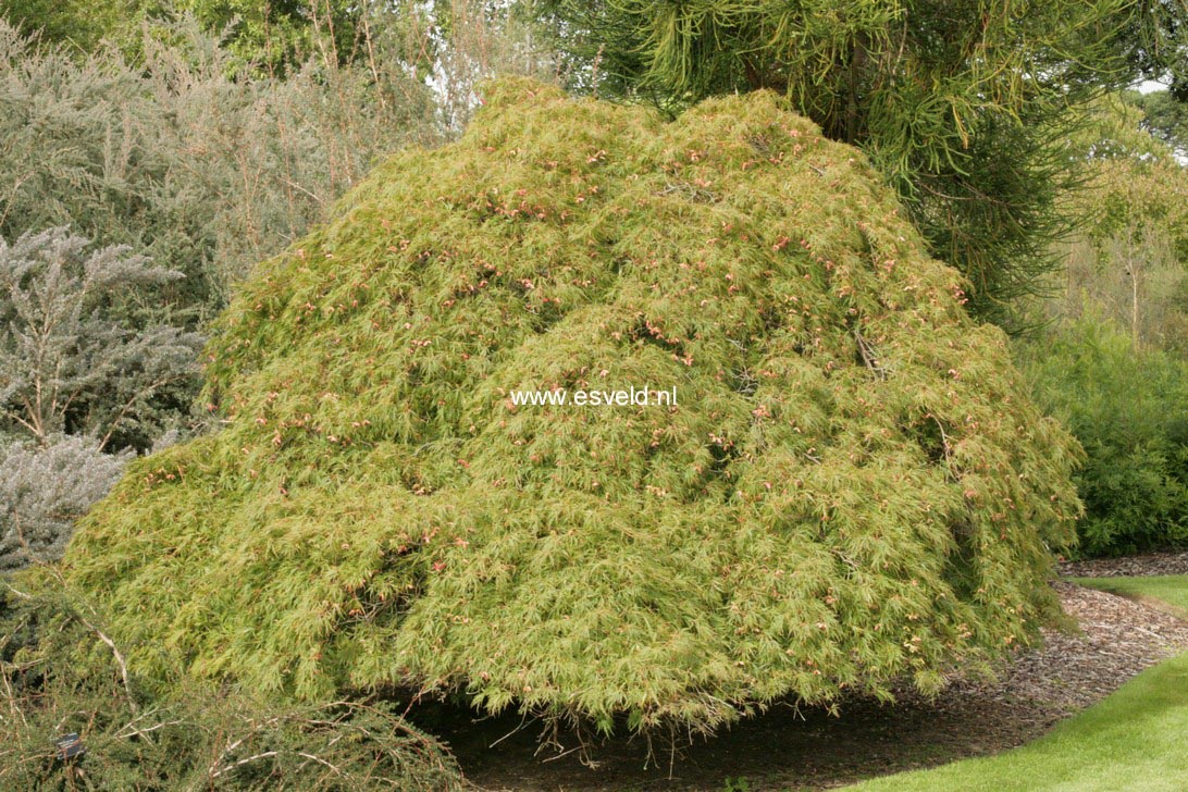 Acer palmatum 'Dissectum'