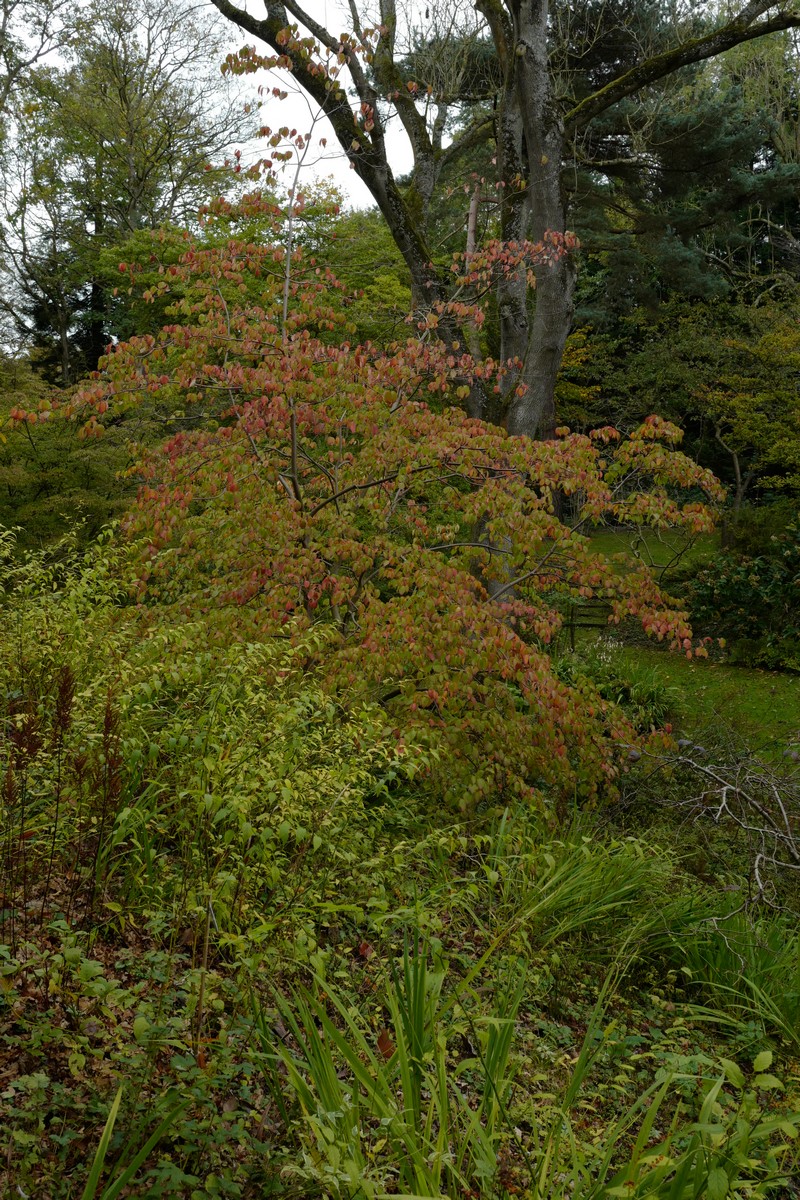 Cornus kousa