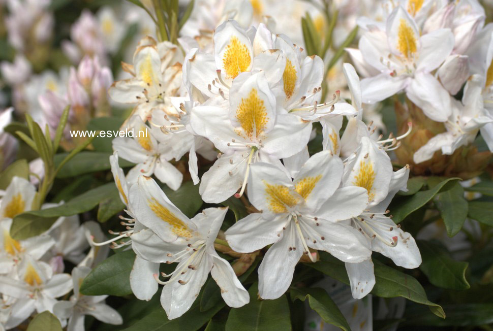 Rhododendron 'Mme Masson'