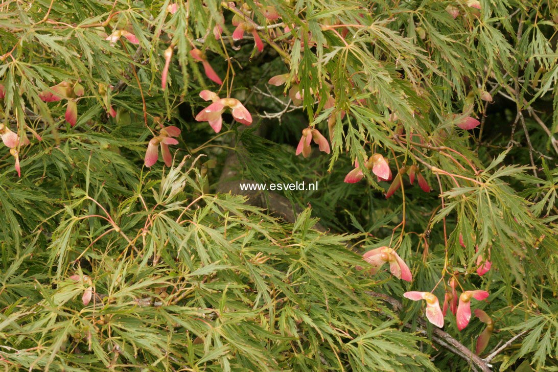 Acer palmatum 'Dissectum'