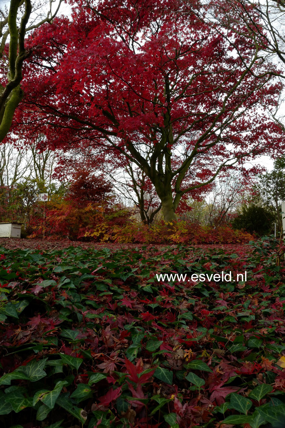 Acer palmatum 'Osakazuki'