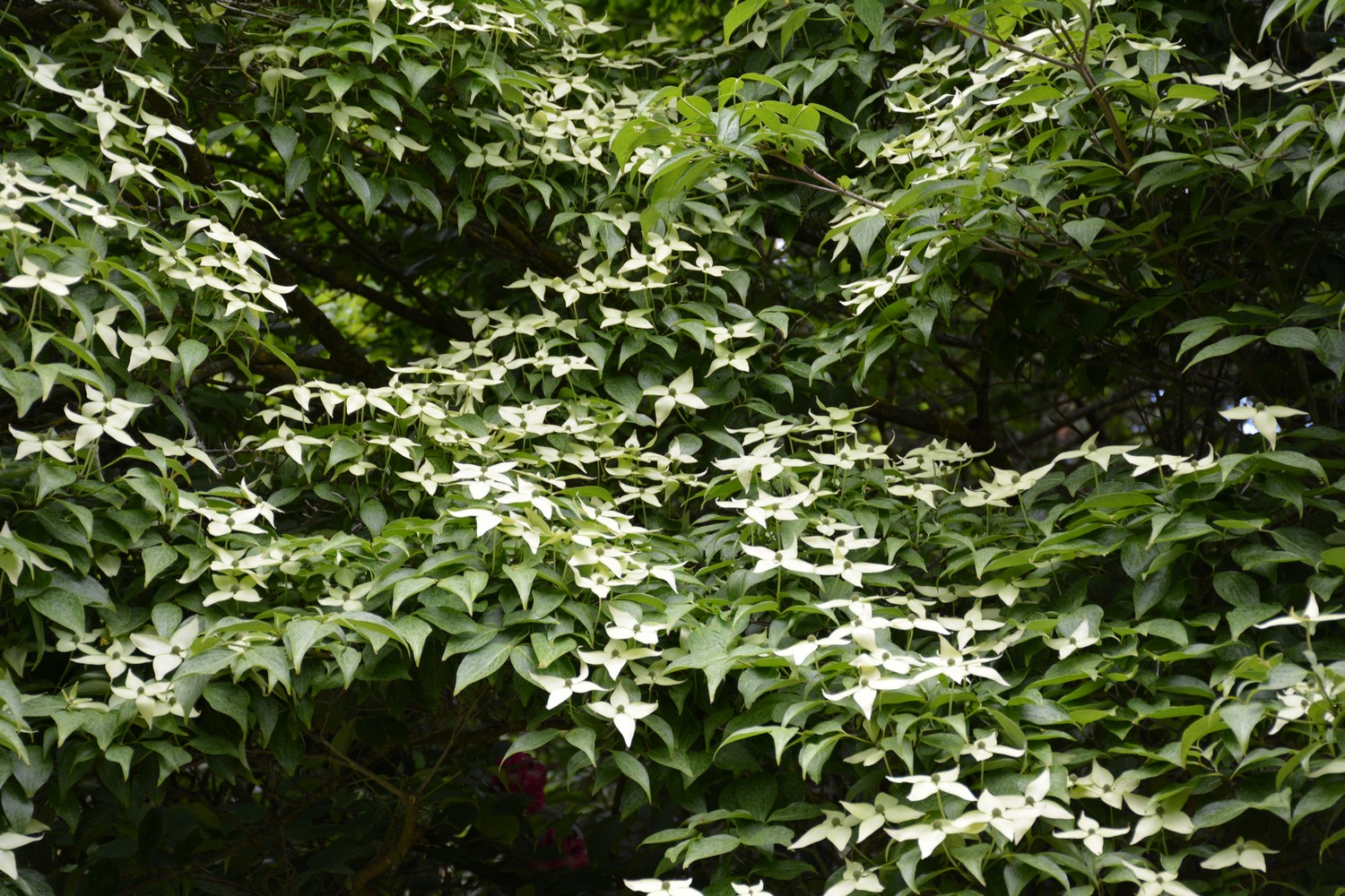 Cornus kousa