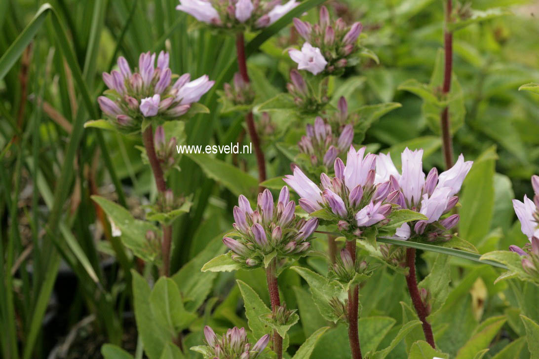 Campanula glomerata 'Emerald'