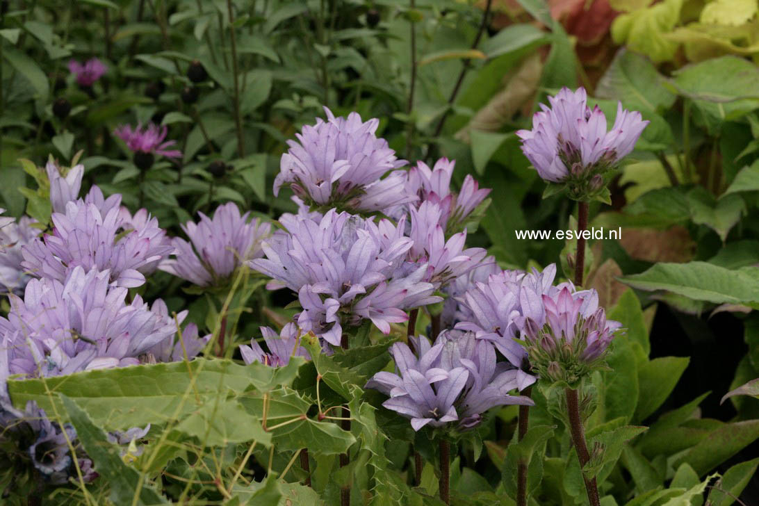 Campanula glomerata 'Caroline' (58444)