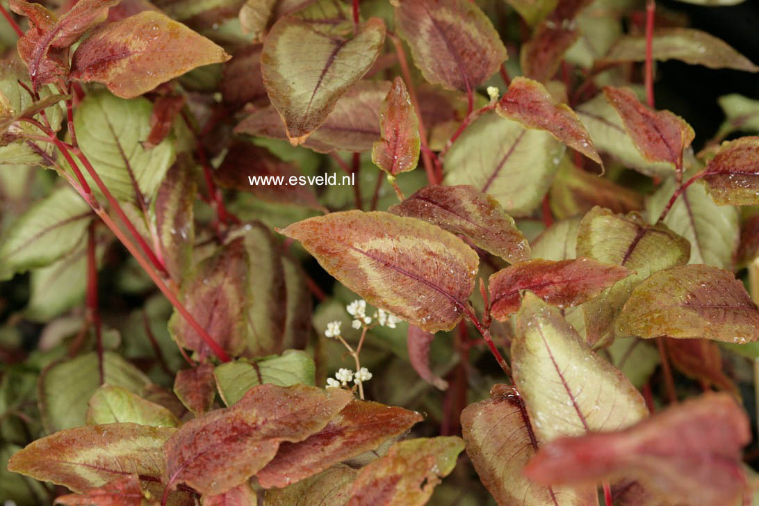 Persicaria microcephala 'Silver Dragon' (58488)