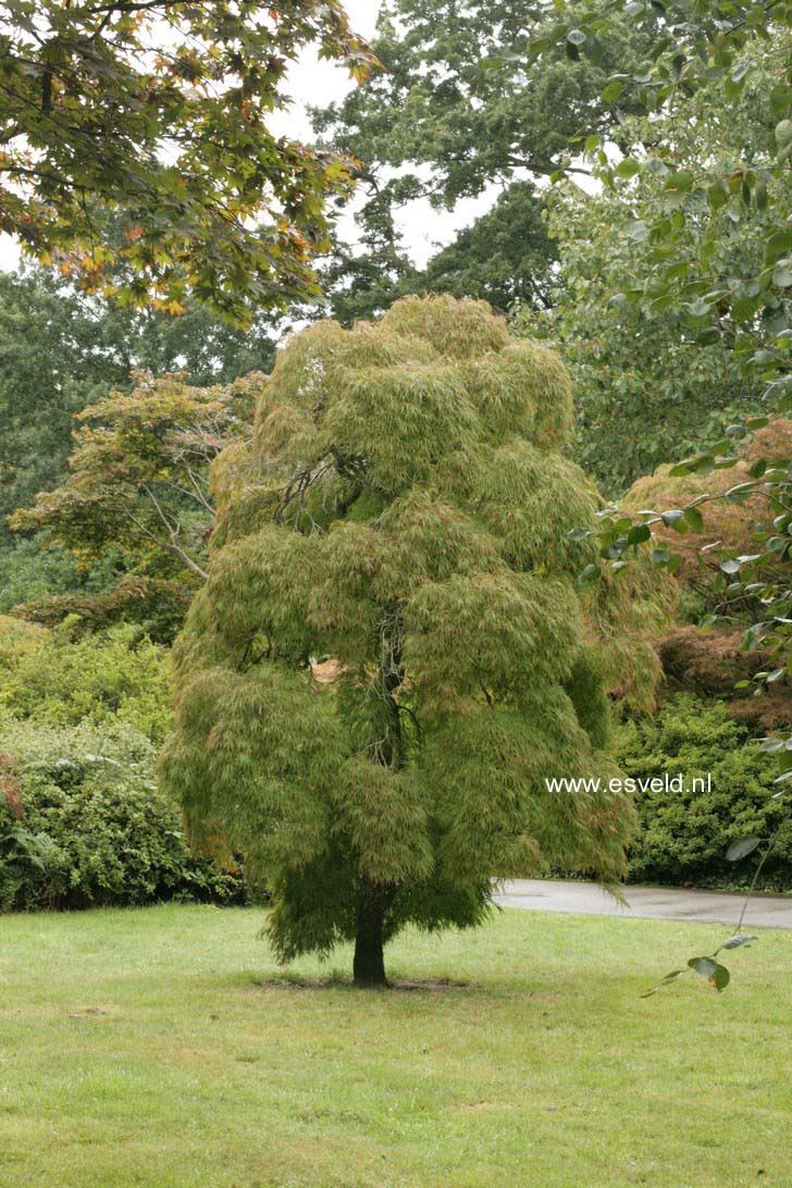 Acer palmatum 'Dissectum'