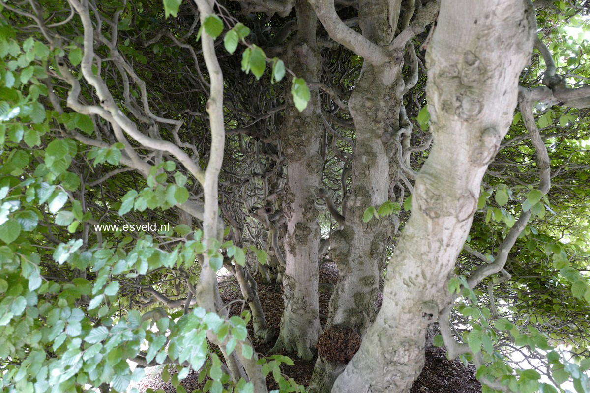 Fagus sylvatica