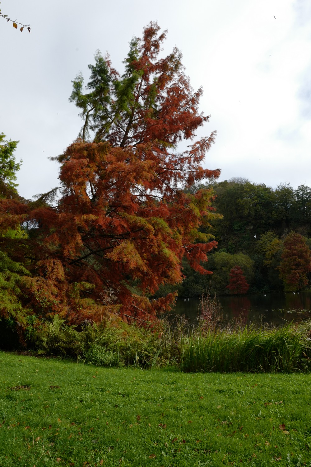 Taxodium distichum