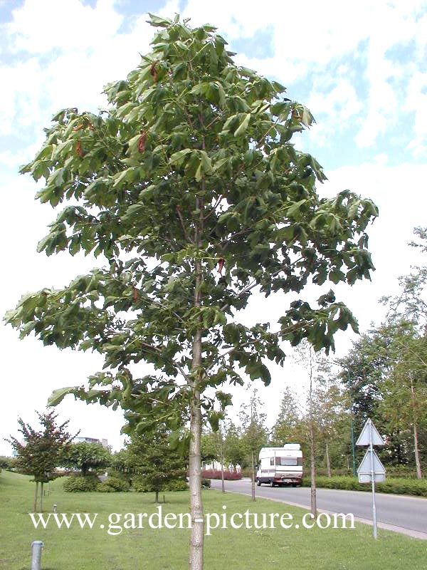 Aesculus turbinata