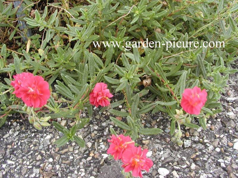 Helianthemum 'Cerise Queen' (59593)