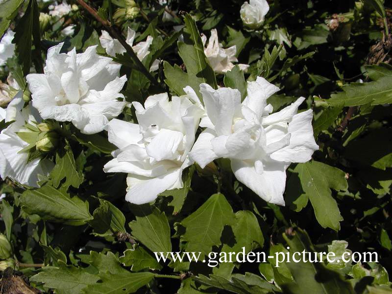 Hibiscus syriacus 'Admiral Dewey' (59600)
