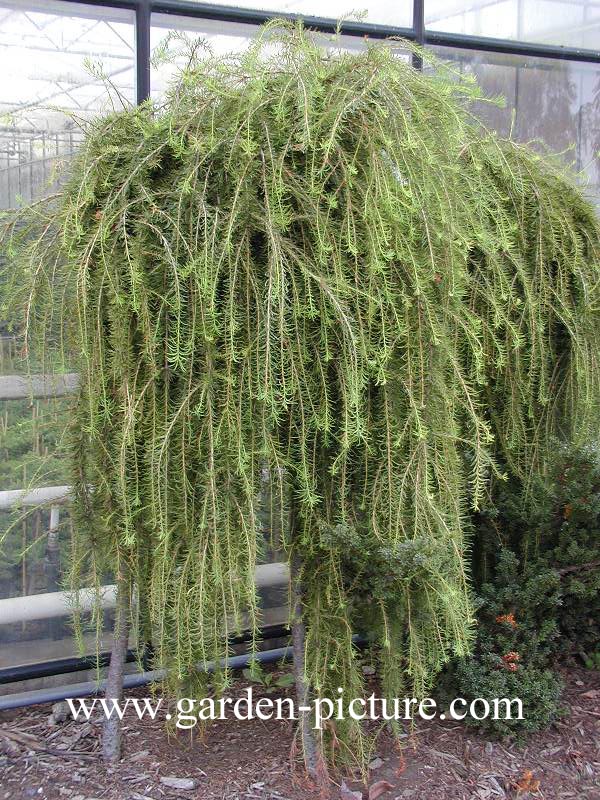 Larix decidua 'Puli' (59754)