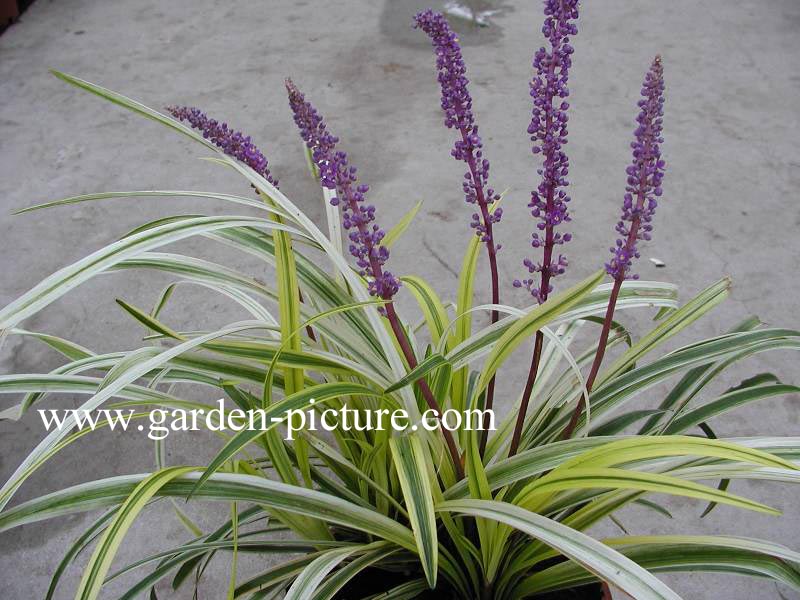 Liriope muscari 'Variegata'