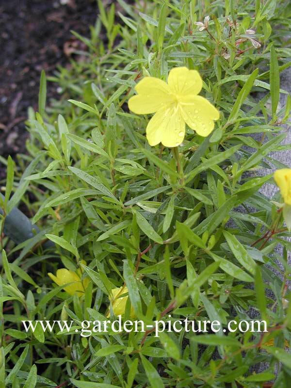 Oenothera 'African Sun' (59831)