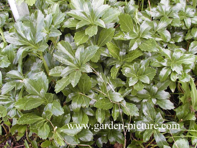 Pachysandra terminalis 'Green Sheen' (59839)