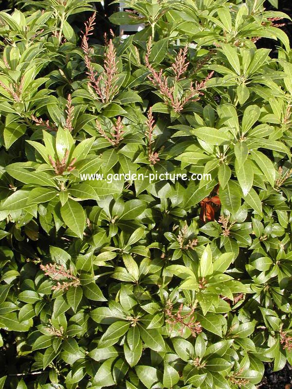 Pieris japonica 'Christmas Cheer' (59896)